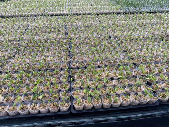 全球种植扩张与加工技术发展