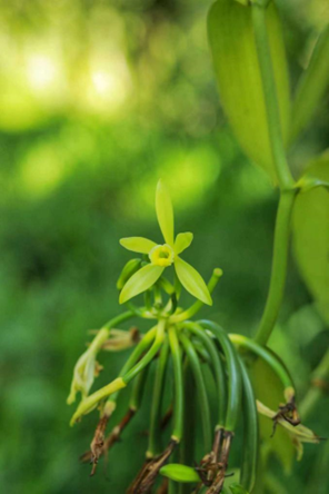 香荚兰花朵特写